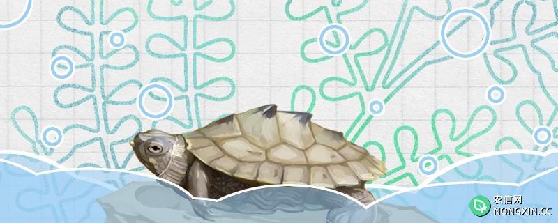 地图龟好养活吗，怎么养
