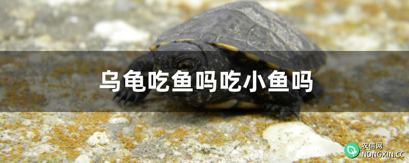 乌龟吃鱼吗吃小鱼吗