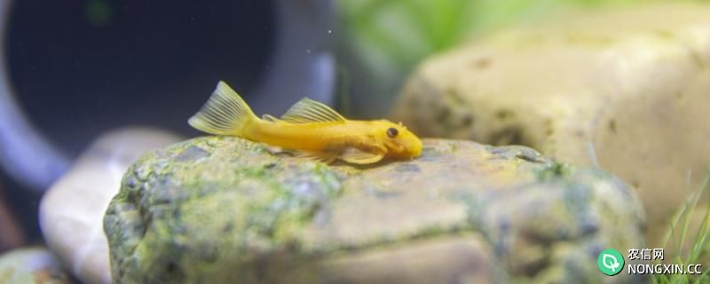 黄金胡子鱼多大可以繁殖