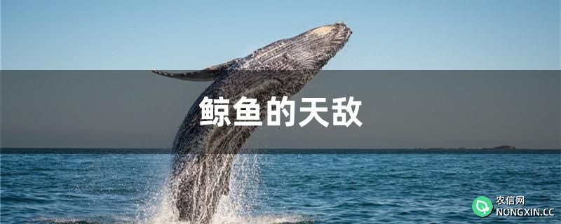 鲸鱼的天敌是什么动物