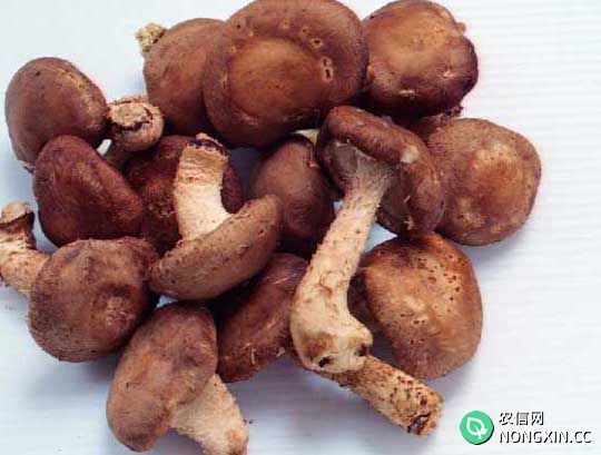 香菇种植管理方法