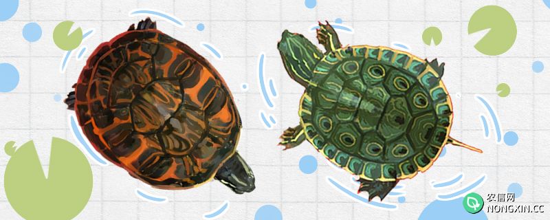 甜甜圈龟和火焰龟的区别是什么，能混养吗