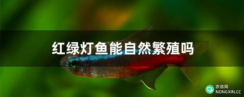 红绿灯鱼能自然繁殖吗
