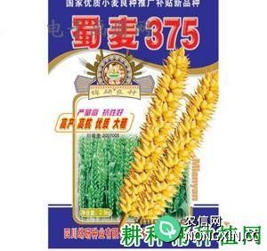 蜀麦375春性小麦品种好不好