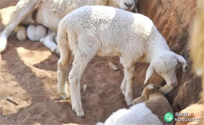 肉羊综合育肥方法