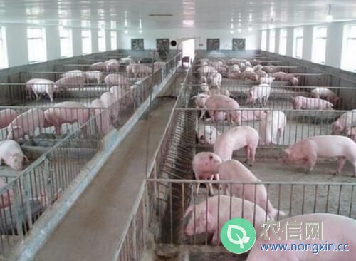 100头猪的养猪场的投资成本分析