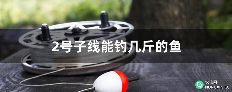 2号子线能钓几斤的鱼