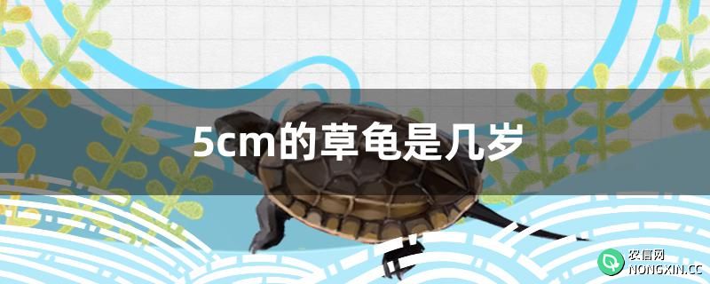 5cm的草龟是几岁