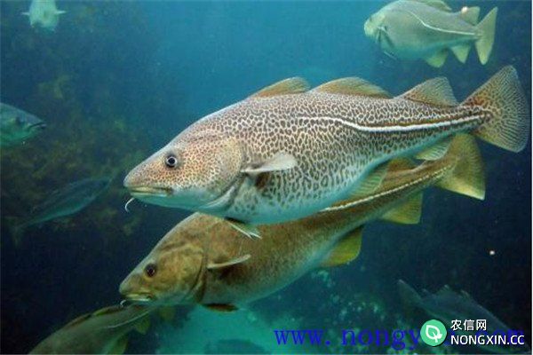影响鱼类繁殖的外界因素有哪些