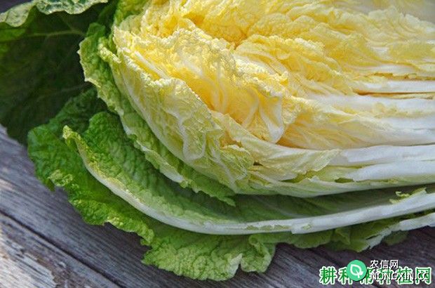 京秋黄心70大白菜品种好不好