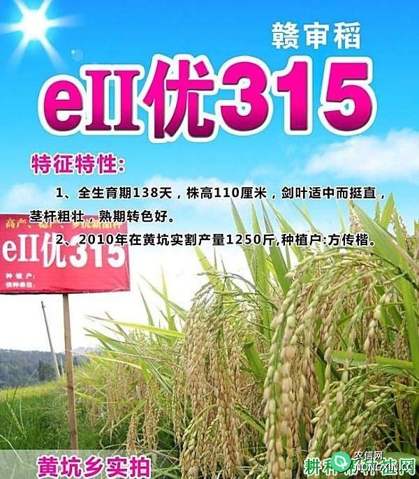 eII优315杂交籼稻水稻品种好不好