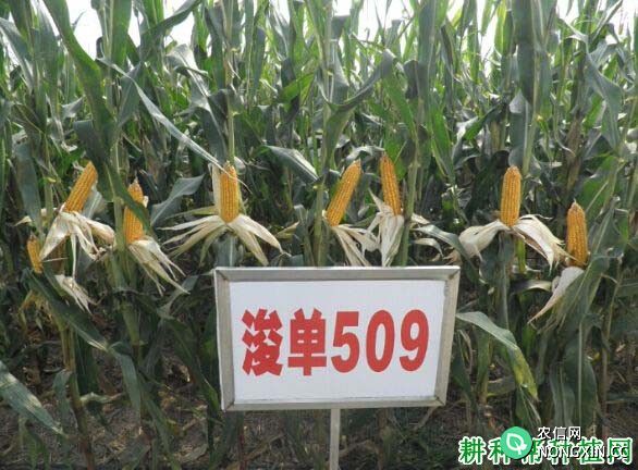 浚单509玉米品种好不好