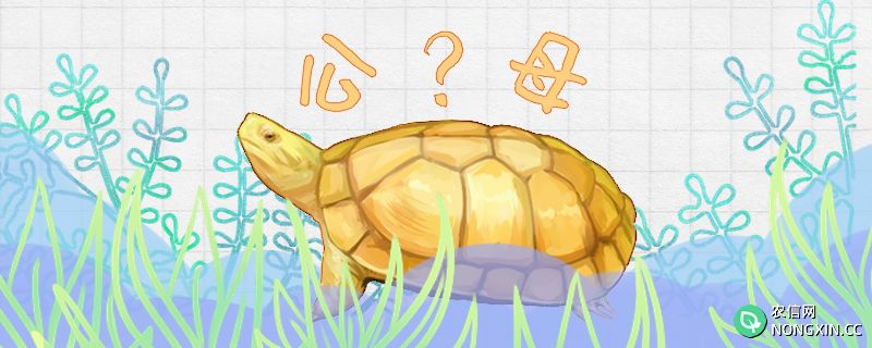 黄喉拟水龟怎么分公母，公母哪个容易发色