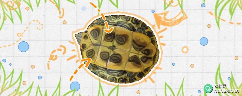 巴西龟为什么缩在壳里不动了，怎么办