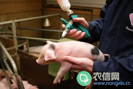 猪场正规免疫程序表(养猪必备)