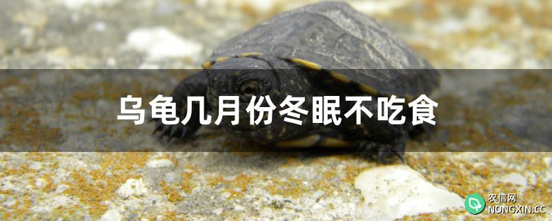 乌龟几月份冬眠不吃食