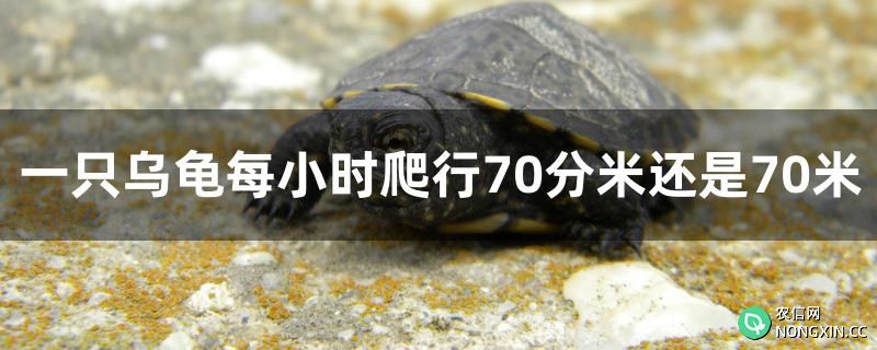乌龟每小时爬行70分米还是70米