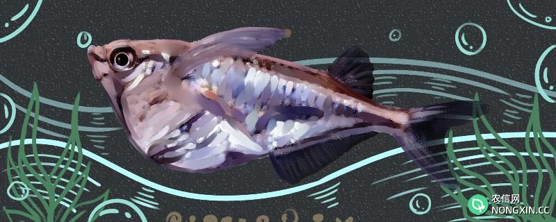 阴阳燕子鱼好养吗，怎么养