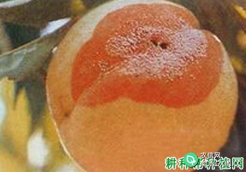 种植桃树如何防治桃疫腐病