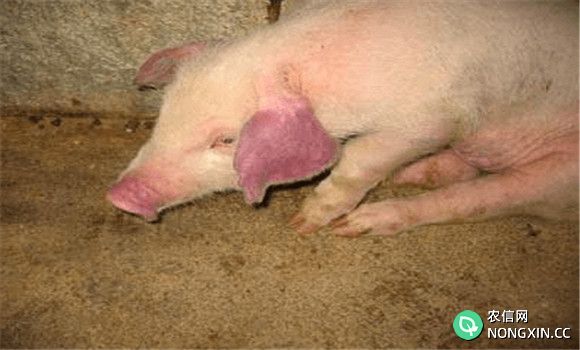 猪高热性疾病的发病原因