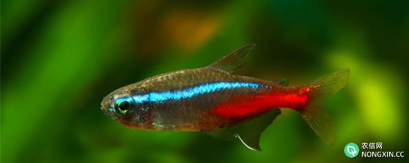 红绿灯鱼会生小鱼吗，喜欢什么产卵环境
