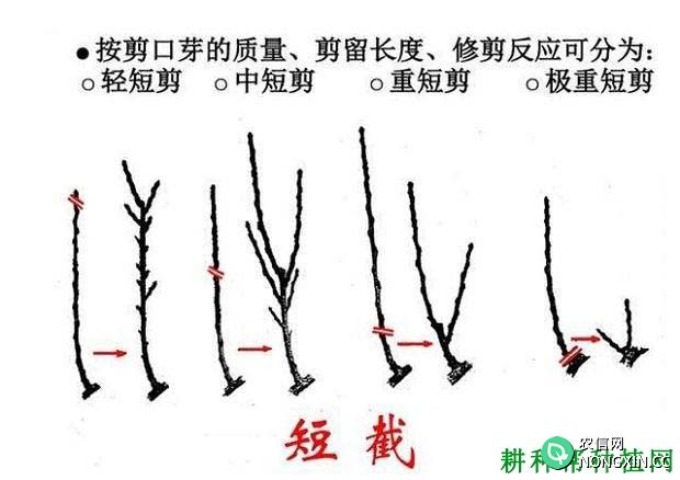 桃树冬季修剪主要方法有哪些 有哪些作用