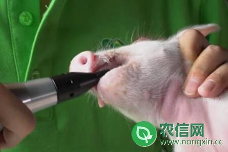 初生猪剪牙的最佳时间，仔猪剪牙方法与注意事项