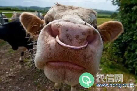 牛为什么要穿鼻子
