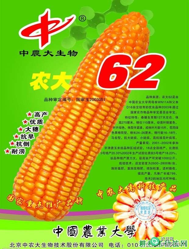 农大62玉米品种好不好