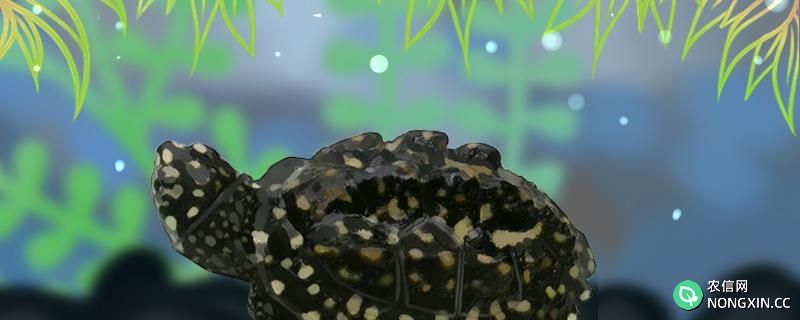 斑点池龟的生长速度，能长多大