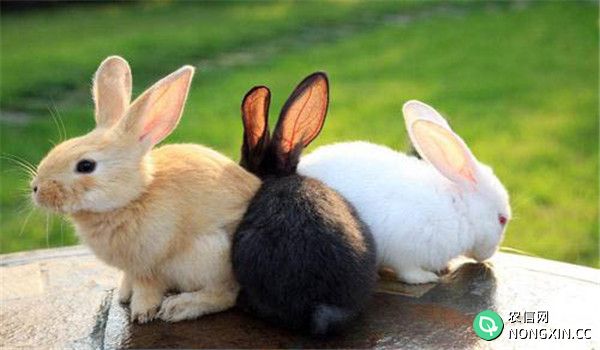 春季兔子易患哪些疾病