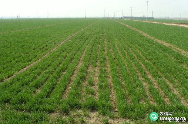小麦生长发育对温度、光照有什么要求