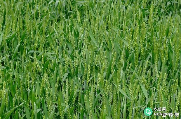 小麦生长发育对温度、光照有什么要求