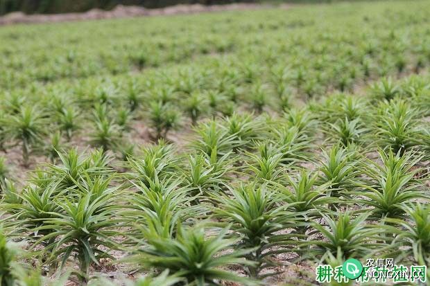 种植食用百合如何管理