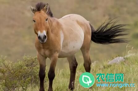 三种优质马品种：鞑靼野马、普氏野马和大宛马