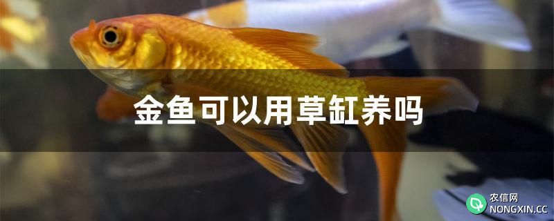 金鱼可以用草缸养吗