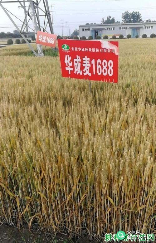 华成麦1688小麦品种好不好