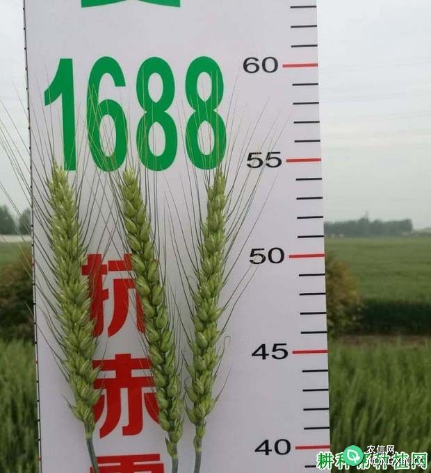 华成麦1688小麦品种好不好