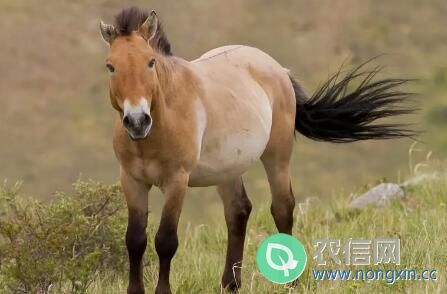 三种优质马品种：鞑靼野马、普氏野马和大宛马