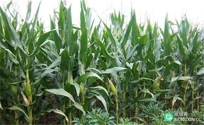 促进晚熟玉米增产的三个方法与措施