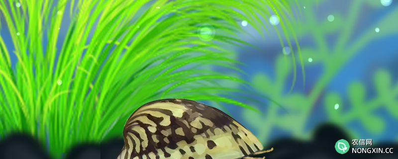 鲍鱼螺吃水草吗，能养在草缸里吗