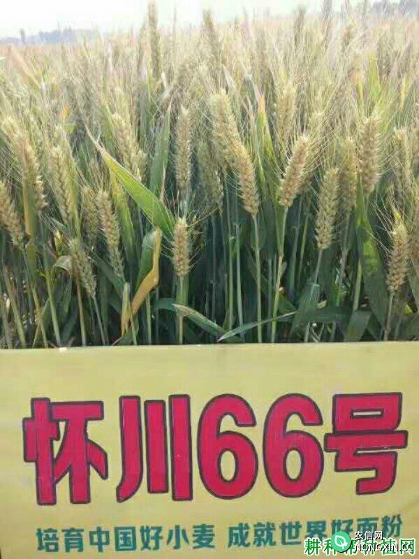 怀川66号小麦品种好不好