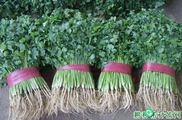 种植香菜（芫荽）为什么要间苗