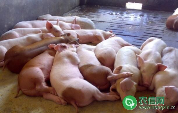 猪流行性腹泻的症状与防治技术