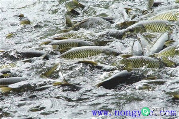 鱼类混养可提高经济效益