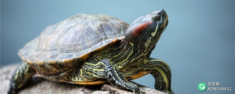 巴西红耳龟好养吗，怎么养才养得更快