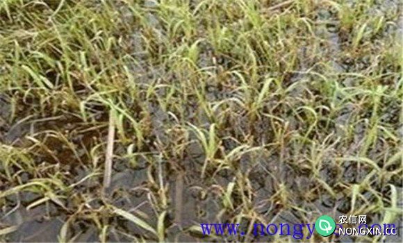 水稻烂秧的防治方法