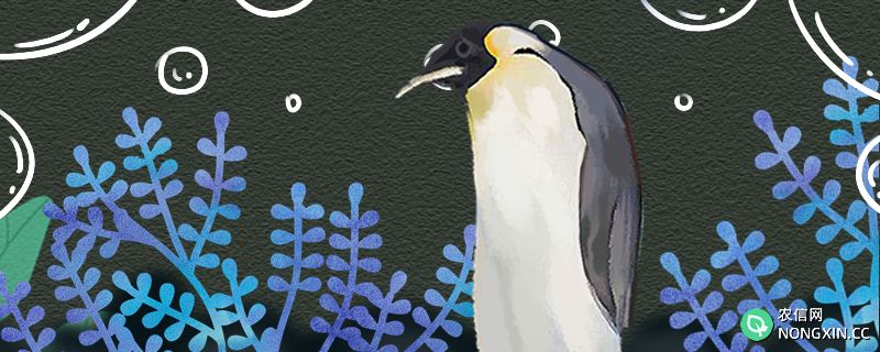 企鹅在热的地方能活吗，在赤道附近能生存吗
