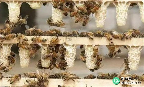 培养产浆蜂群