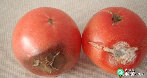番茄红粉病如何防治 番茄红粉病用什么药效果好